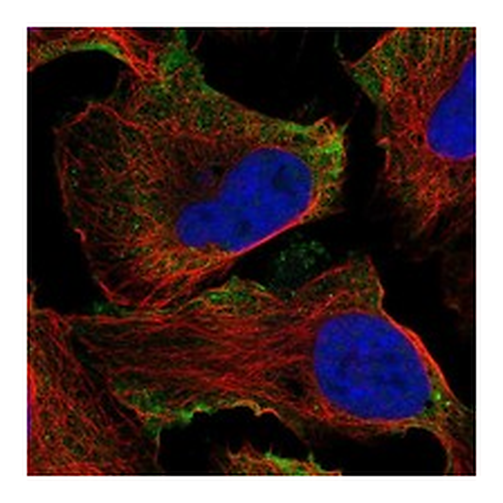 Atlas Antibodies Anti-ADGRD1 Antibody