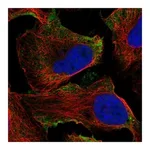 Atlas Antibodies Anti-ADGRD1 Antibody