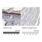 Atlas Antibodies Anti-ADGRF4 Antibody