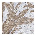 Atlas Antibodies Anti-ADGRG6 Antibody