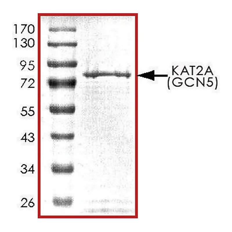 Merck KAT2A (GCN5), active, GST tagged human