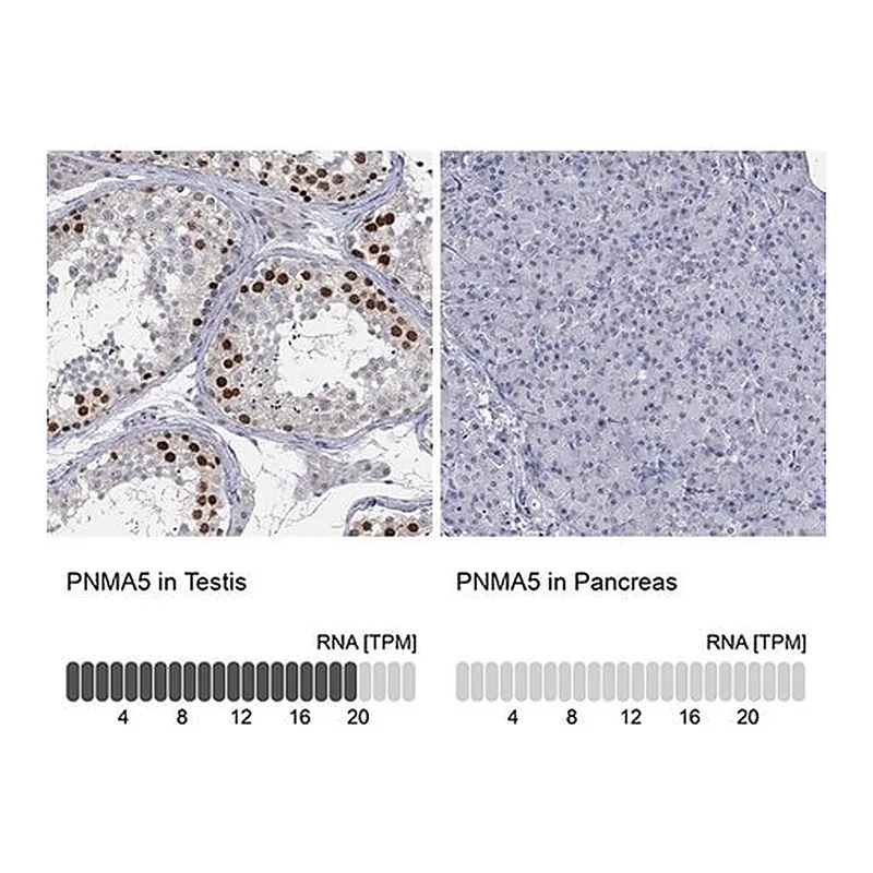 Merck Anti-PNMA5 antibody produced in rabbit