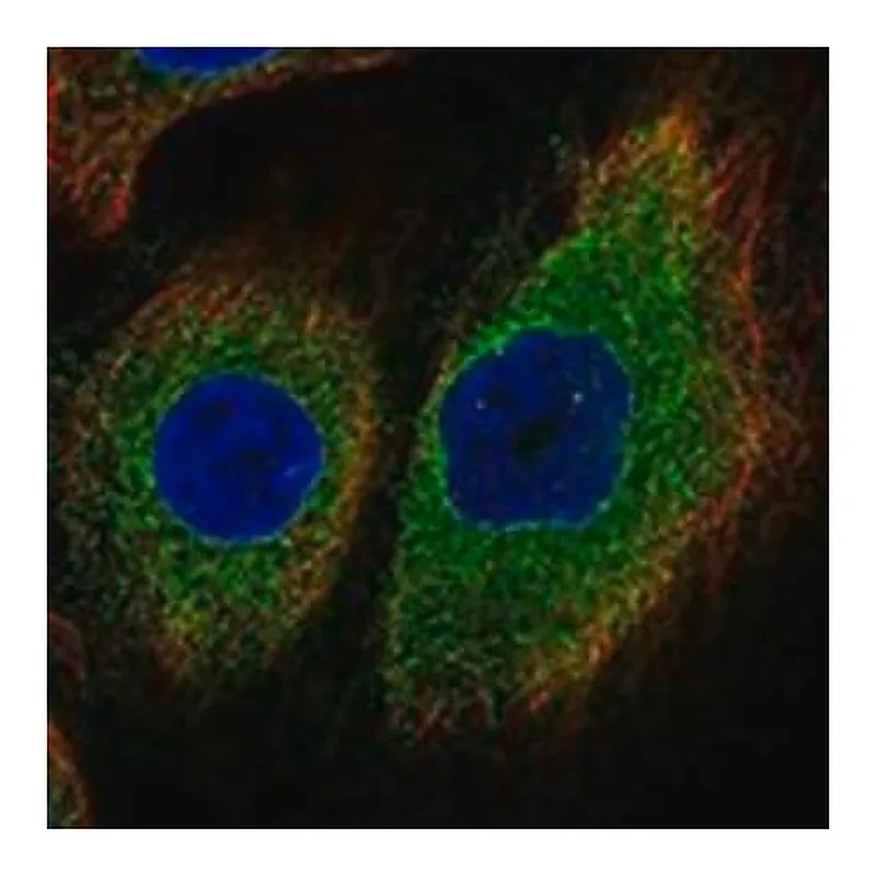 Merck Anti-DNAJB12 antibody produced in rabbit