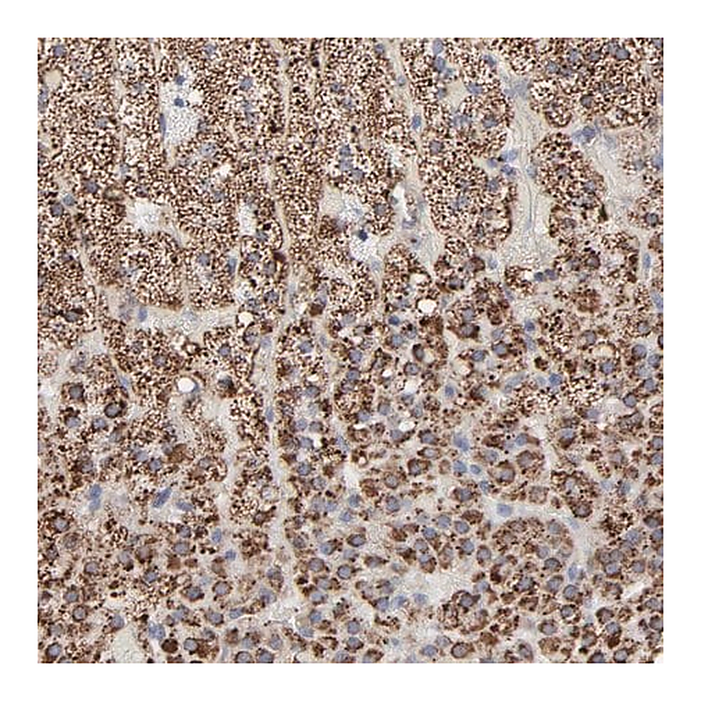 Merck Anti-TXNRD2 antibody produced in rabbit