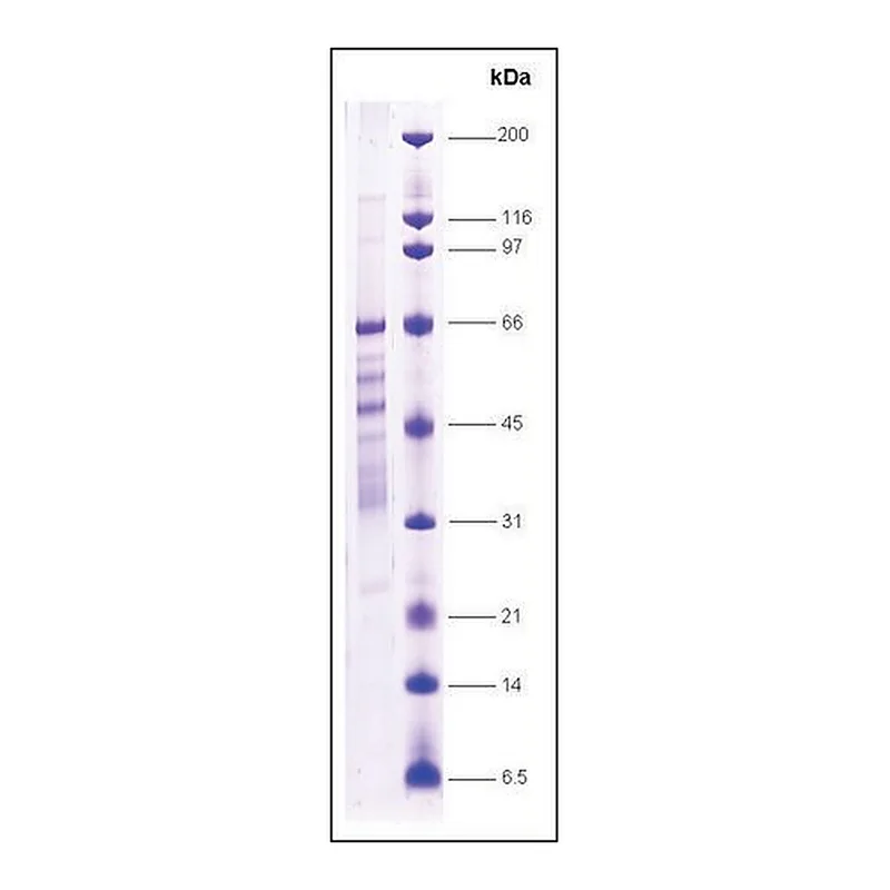 Merck PPAR, gamma human