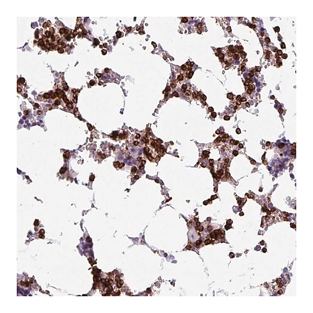 Merck Anti-EXOSC5 antibody produced in rabbit