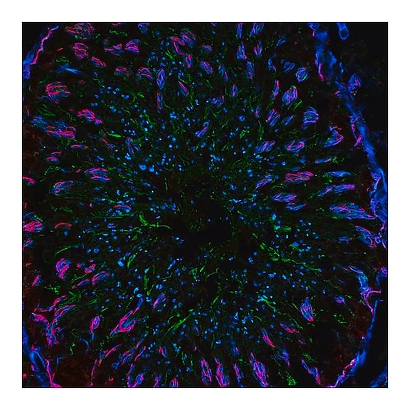 Merck Anti-Rabbit IgG (H+L), F(ab')2 fragment, CF(TM)488A antibody produced in goat