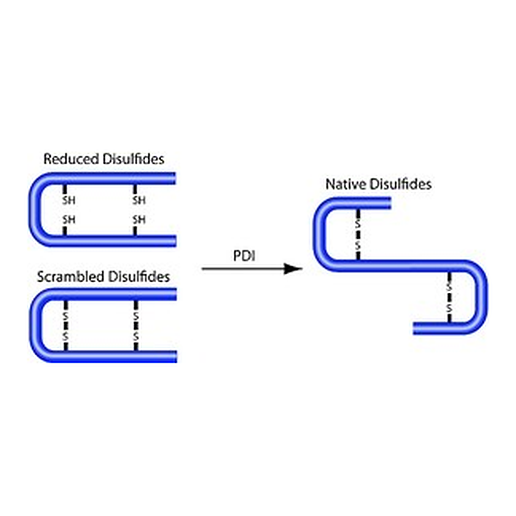 Merck PROTEIN DISULFIDE ISOMERASE FROM BOVINE