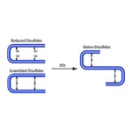 Merck PROTEIN DISULFIDE ISOMERASE FROM BOVINE