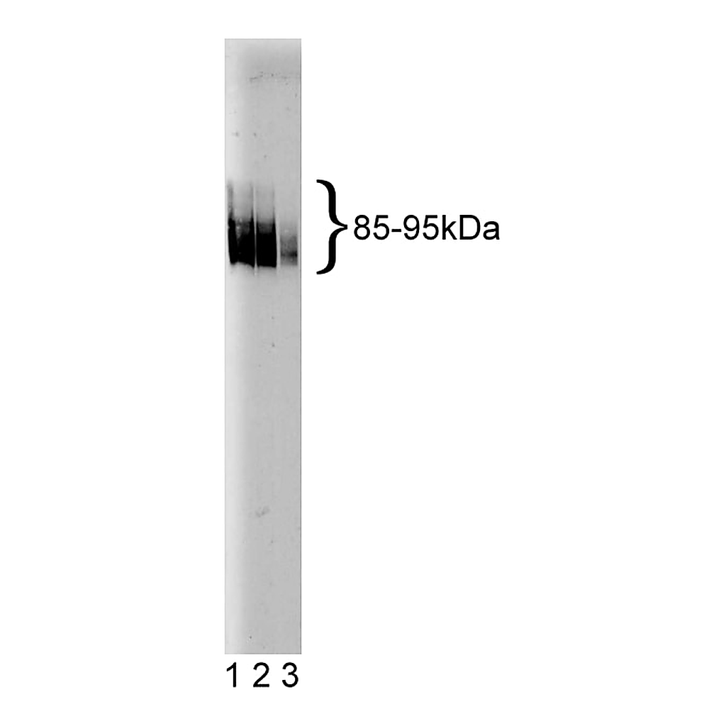 BD Purified Mouse Anti-Rat TGN38