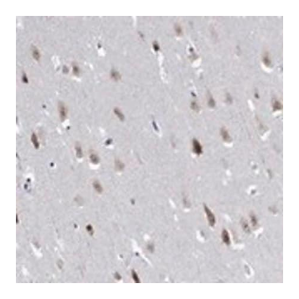 Merck Anti-RBFOX3 antibody produced in rabbit