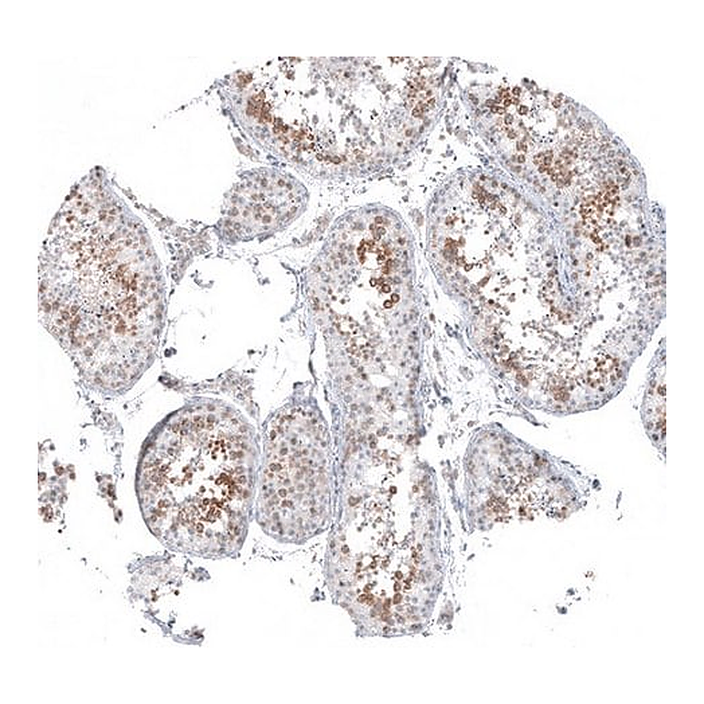 Merck Anti-KNSTRN antibody produced in rabbit