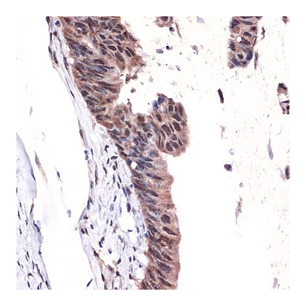 Merck Anti-MBD3 antibody produced in rabbit