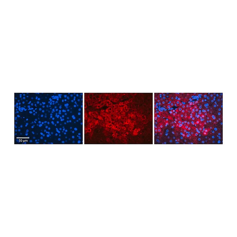 Merck Anti-IRF1 (AB2) antibody produced in rabbit