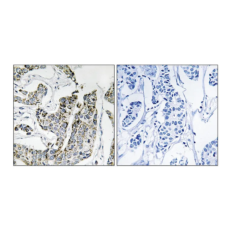 Merck Anti-phospho-BLK (pTyr501) antibody produced in rabbit