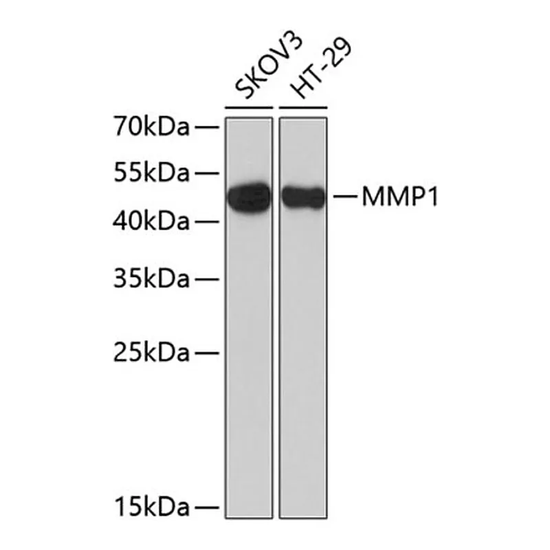 Merck ANTI-MMP1 ANTIBODY PRODUCED IN RABBIT