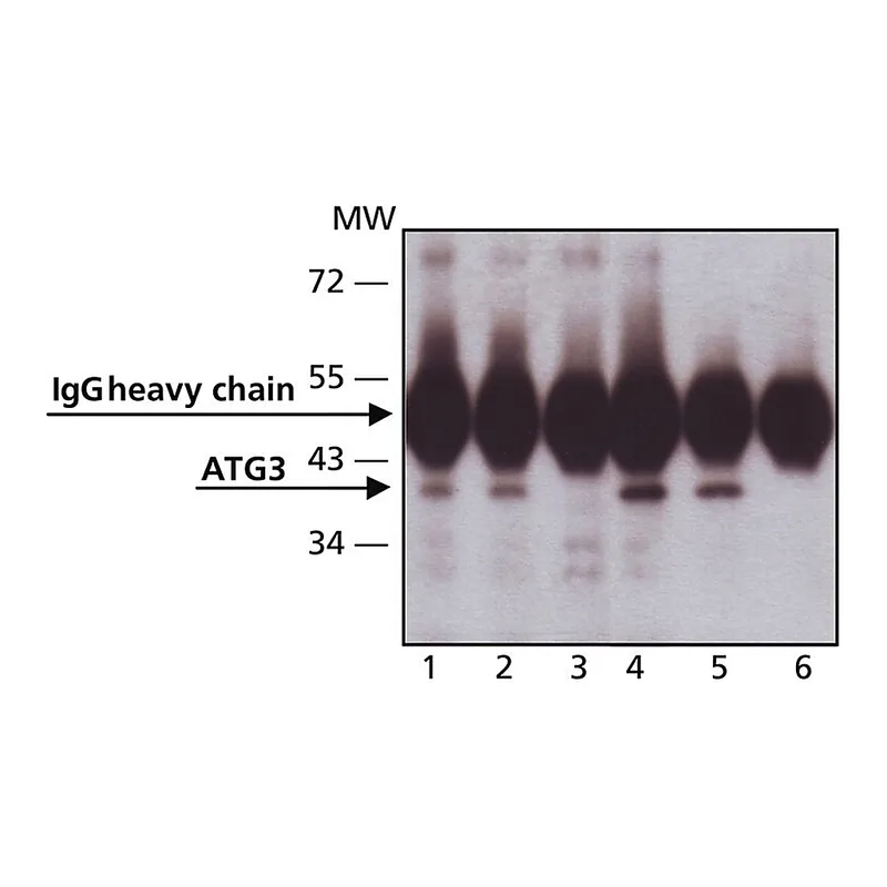 Merck Anti-ATG3 (C-terminal) antibody produced in rabbit