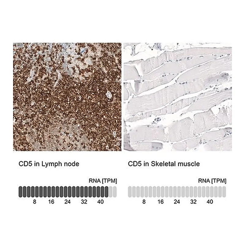 Merck Monoclonal Anti-CD5 antibody produced in mouse