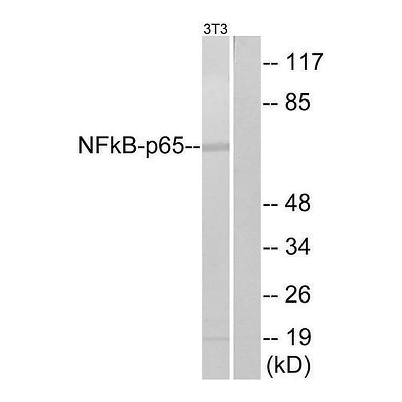 Merck Anti-NF-kappaB p65 antibody produced in rabbit