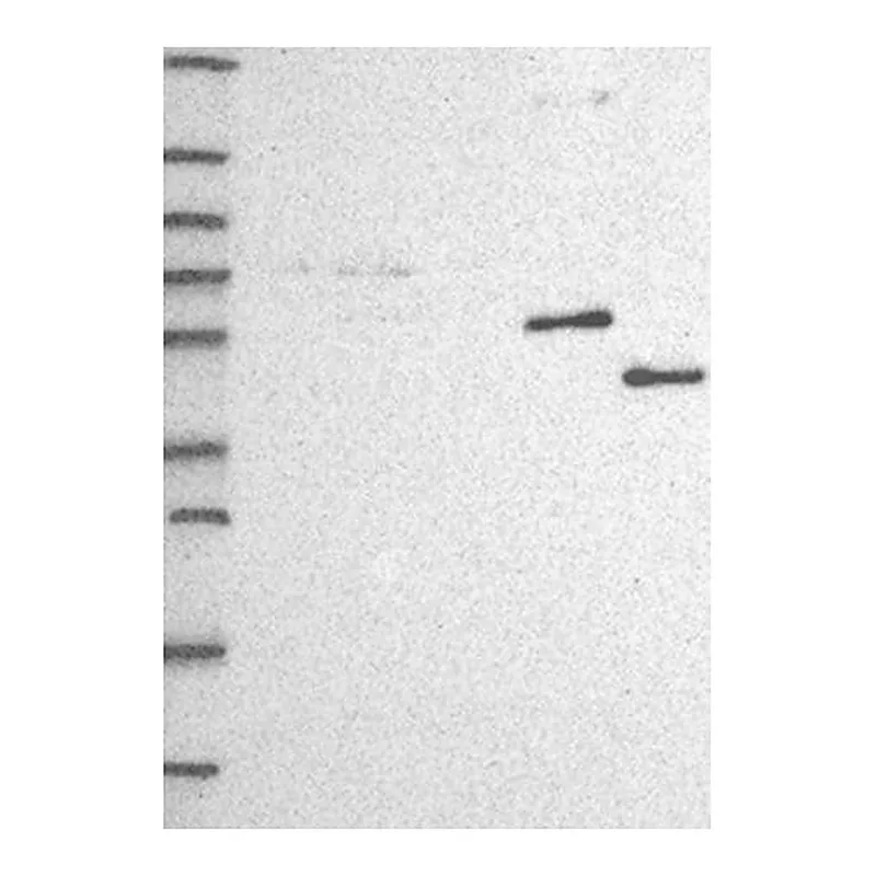 Merck Anti-CYP3A7 antibody produced in rabbit
