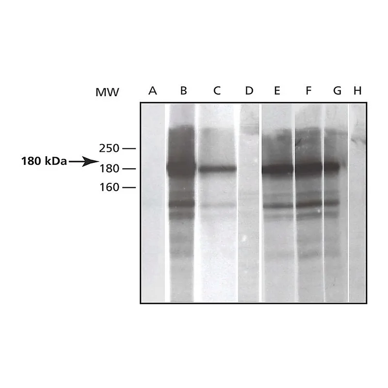 Merck Anti-Phosphotyrosine antibody produced in rabbit