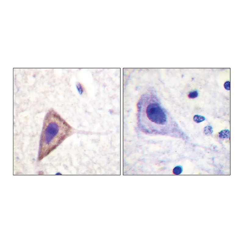 Merck Anti-KV1.3 antibody produced in rabbit