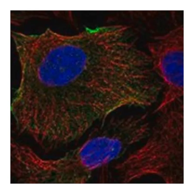 Merck Anti-ABCB1 antibody produced in rabbit