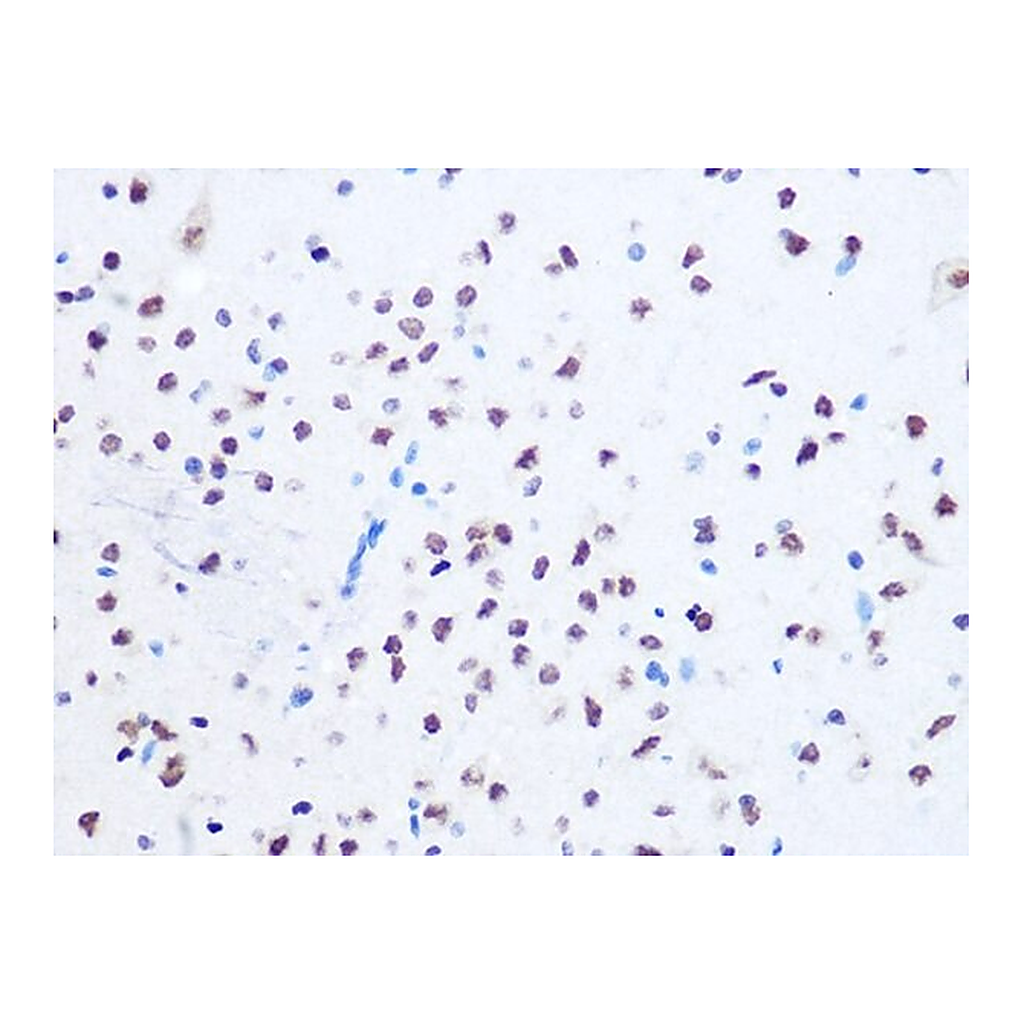 Merck Anti-OGG1 antibody produced in rabbit