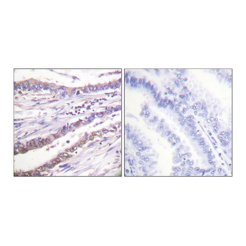 Merck Anti-Cyclin A antibody produced in rabbit