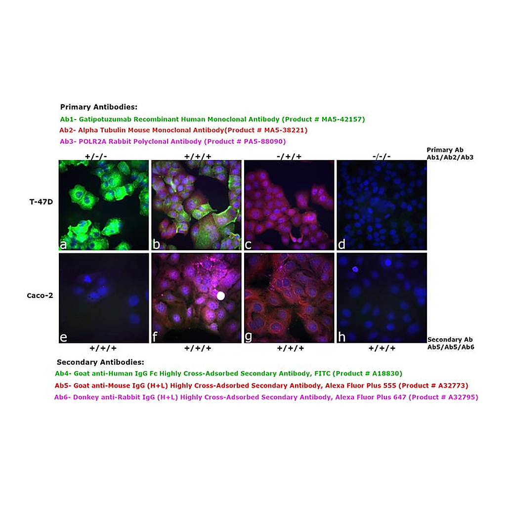 Thermo Fisher Scientific Goat anti-Human IgG Fc Highly Cross-Adsorbed Secondary Antibody, FITC