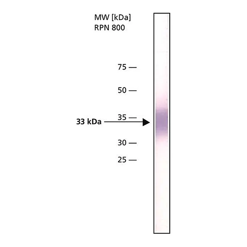 Merck Anti-hABH3 antibody, Mouse monoclonal