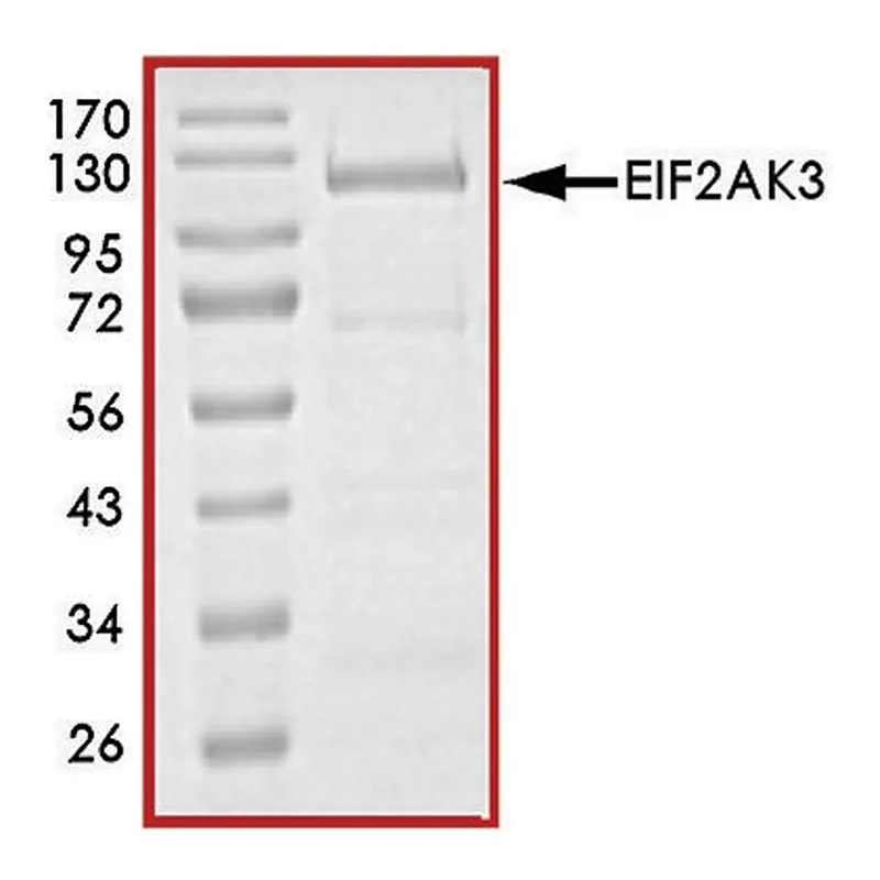 Merck EIF2AK3 (563-1115), active, GST tagged human
