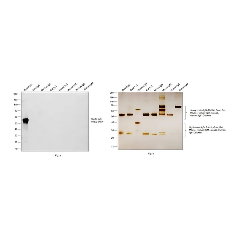 Thermo Fisher Scientific Goat anti-Rabbit IgG (H+L) Highly Cross-Adsorbed Secondary Antibody, HRP