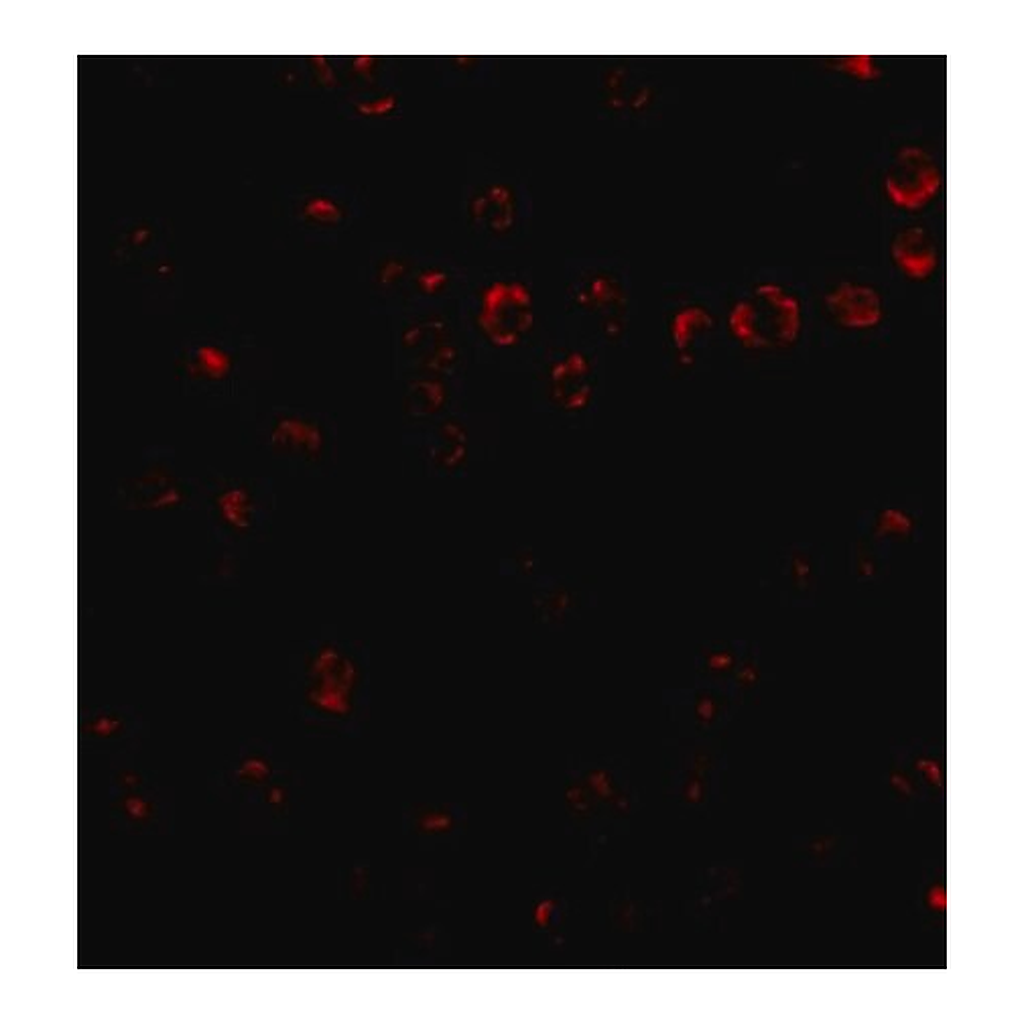 Merck Anti-Integrin alpha 4 antibody produced in rabbit