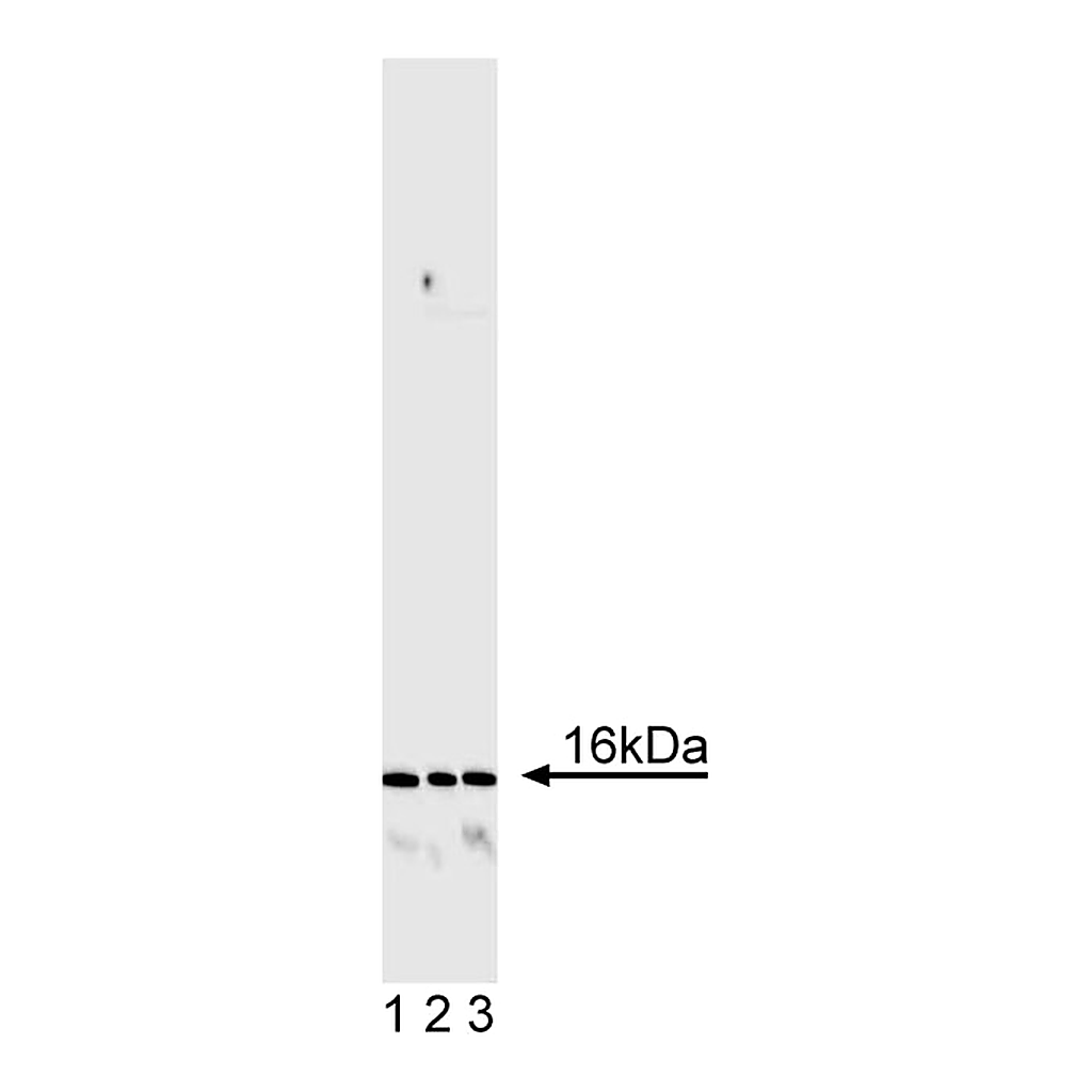 BD Purified Mouse Anti-Human CD247 with Control