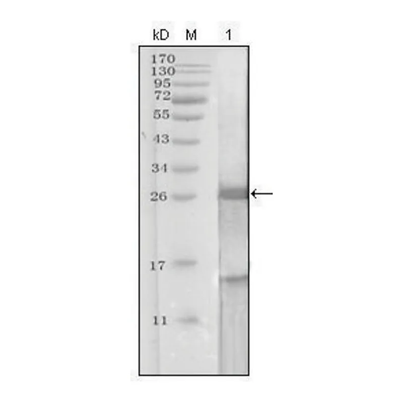 Merck Monoclonal Anti-KLK3 antibody produced in mouse