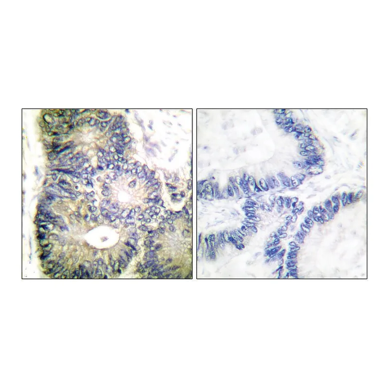 Merck Anti-Cytochrome c antibody produced in rabbit