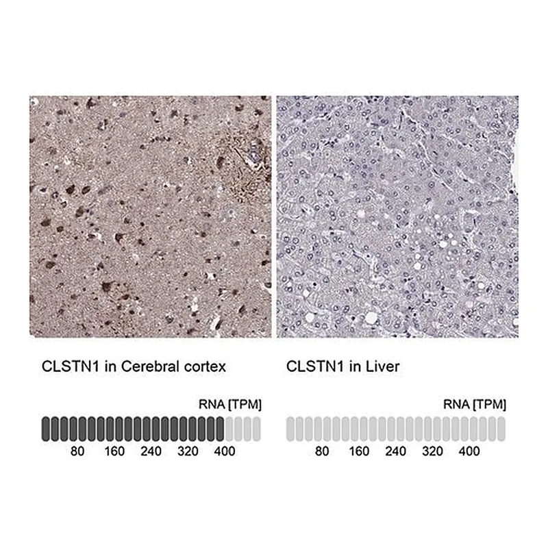 Merck Anti-CLSTN1 antibody produced in rabbit