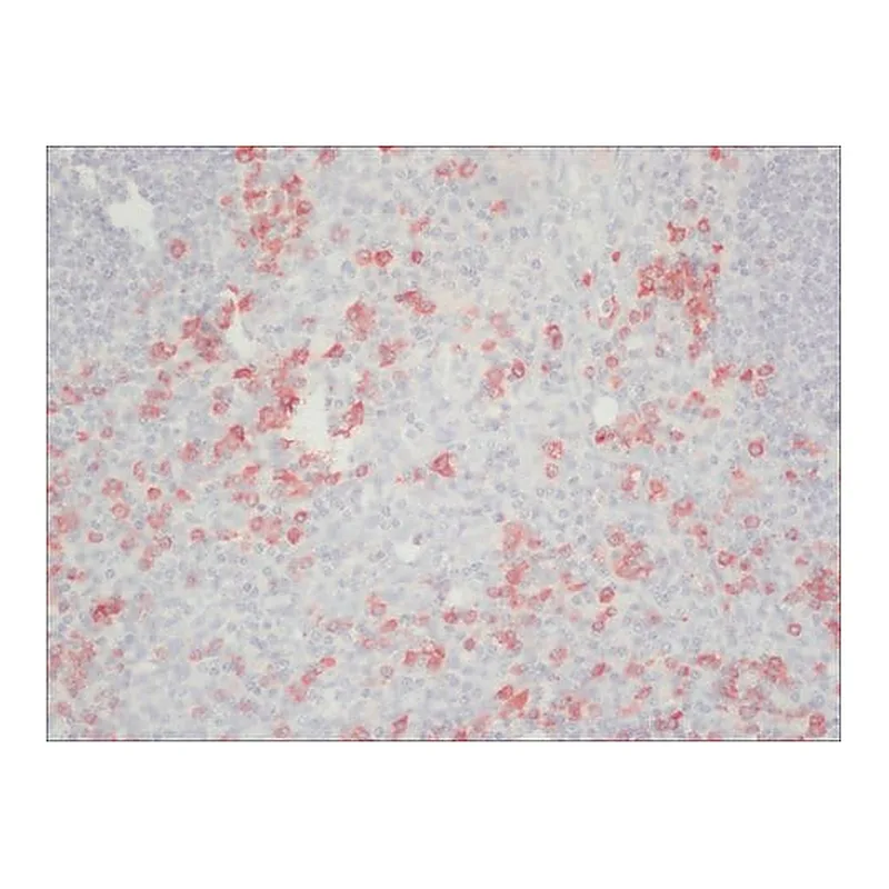 Merck ANTI-HUMAN IGG (FC SPECIFIC) PEROXIDASE