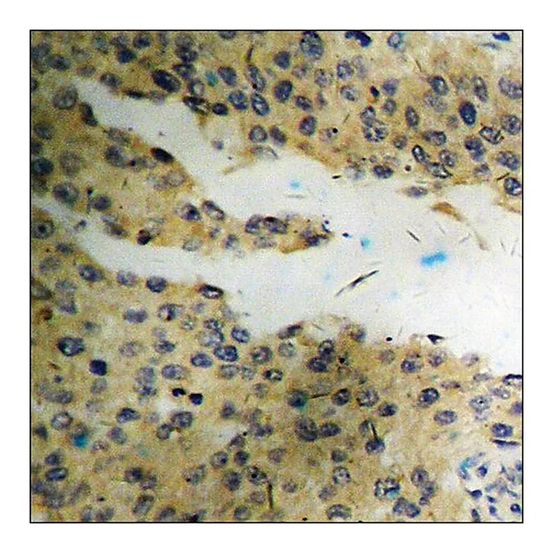 Merck Anti-phospho-Vimentin (pSer56) antibody produced in rabbit