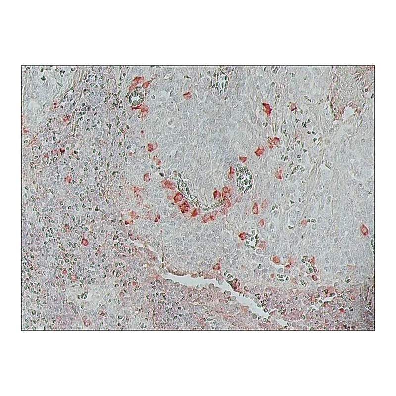 Merck Monoclonal Anti-Biotin-Peroxidase antibody produced in mouse