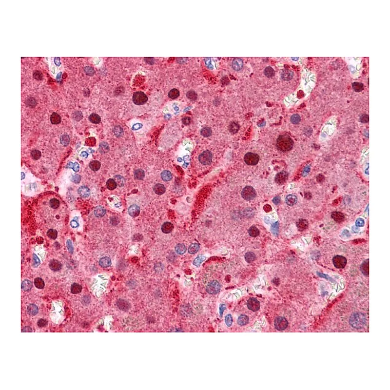 Merck Anti-FAH antibody produced in rabbit