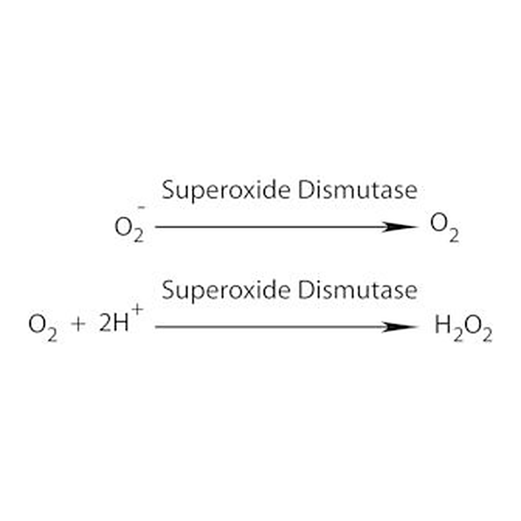 Merck SUPEROXIDE DISMUTASE, RECOMBINANT BOVINE