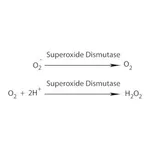 Merck SUPEROXIDE DISMUTASE, RECOMBINANT BOVINE