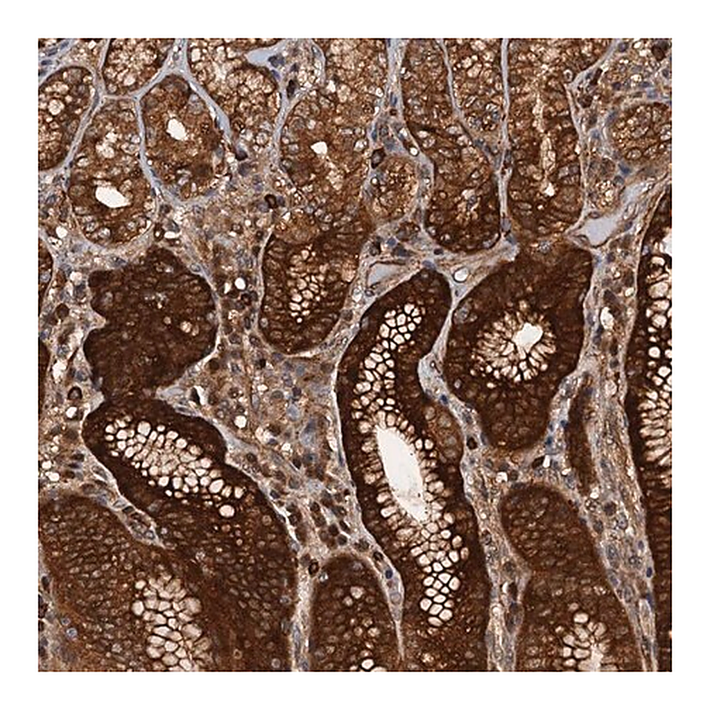 Merck Anti-AAGAB antibody produced in rabbit