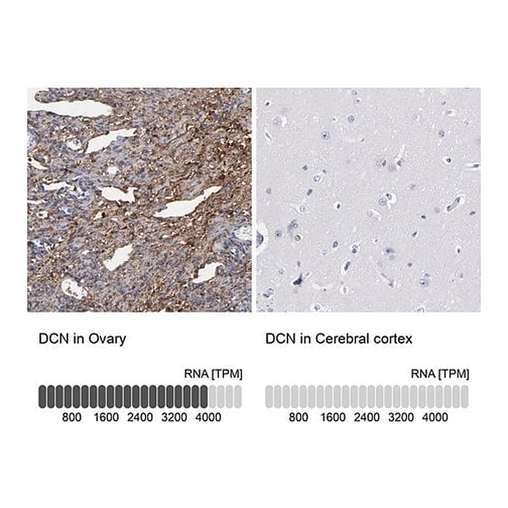 Merck Anti-DCN antibody produced in rabbit