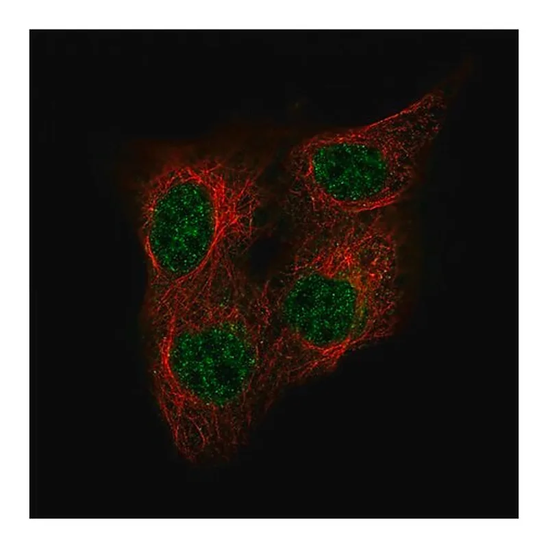Merck Monoclonal Anti-POU5F1 antibody produced in mouse