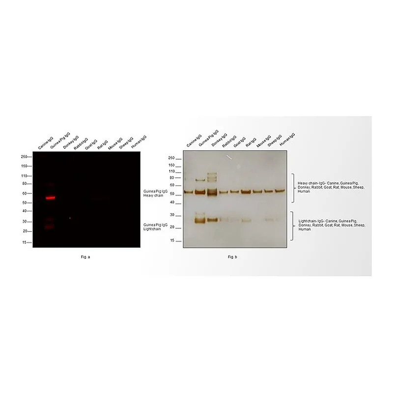 Thermo Fisher Scientific Goat anti-Guinea Pig IgG (H+L) Highly Cross-Adsorbed Secondary Antibody, Alexa Fluor 633