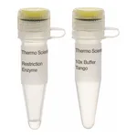 Thermo Fisher Scientific XceI (NspI) (10 U/μL), 500 units