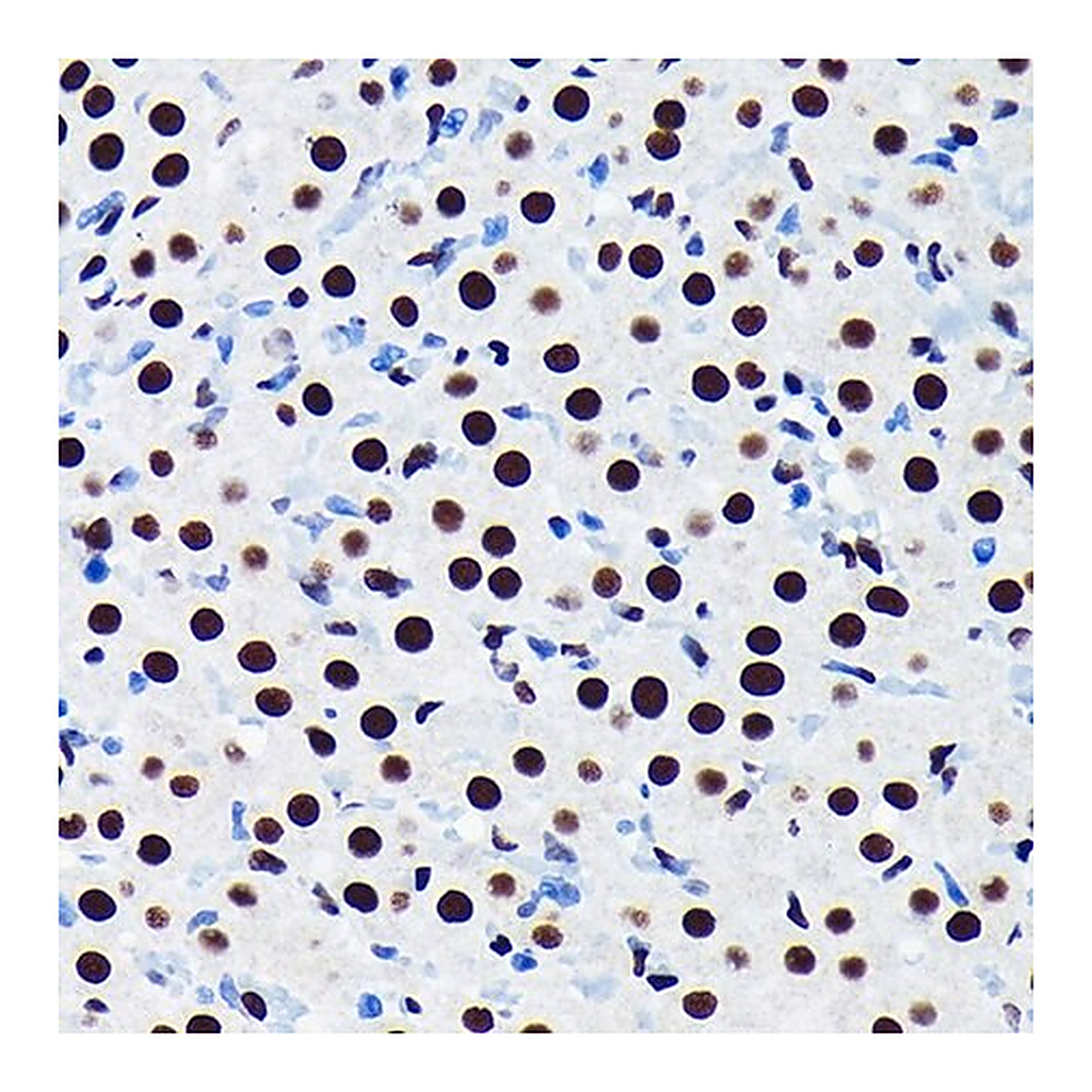 Merck Anti-TDP-43/TARDB antibody produced in rabbit